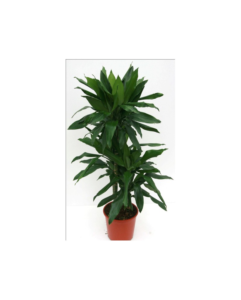 Dracaena janet craig 30/60/90 m22                 