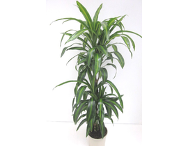 Dracaena hawaian sunchine 30/60/90                