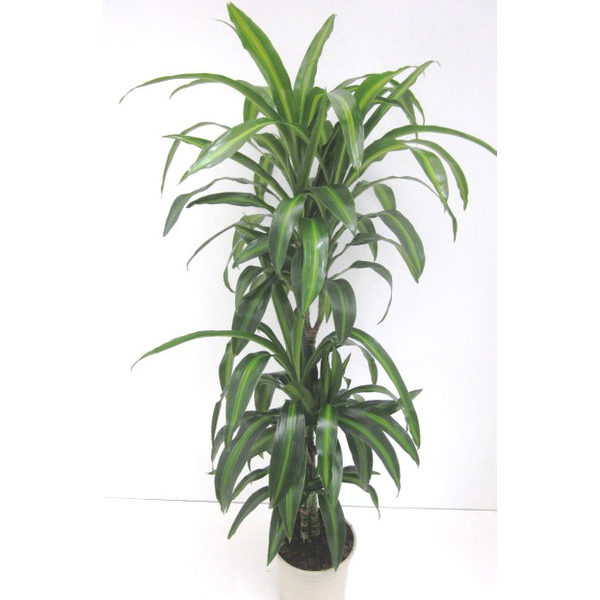 Dracaena hawaian sunchine 30/60/90                