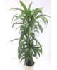 Dracaena hawaian sunchine 30/60/90                