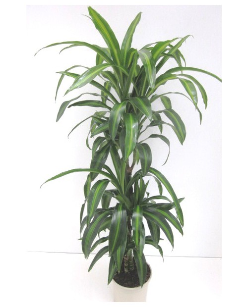 Dracaena hawaian sunchine 30/60/90                