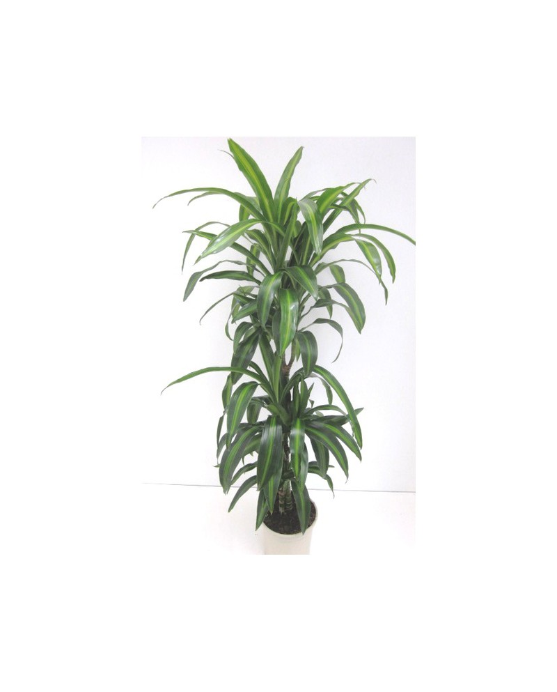 Dracaena hawaian sunchine 30/60/90                