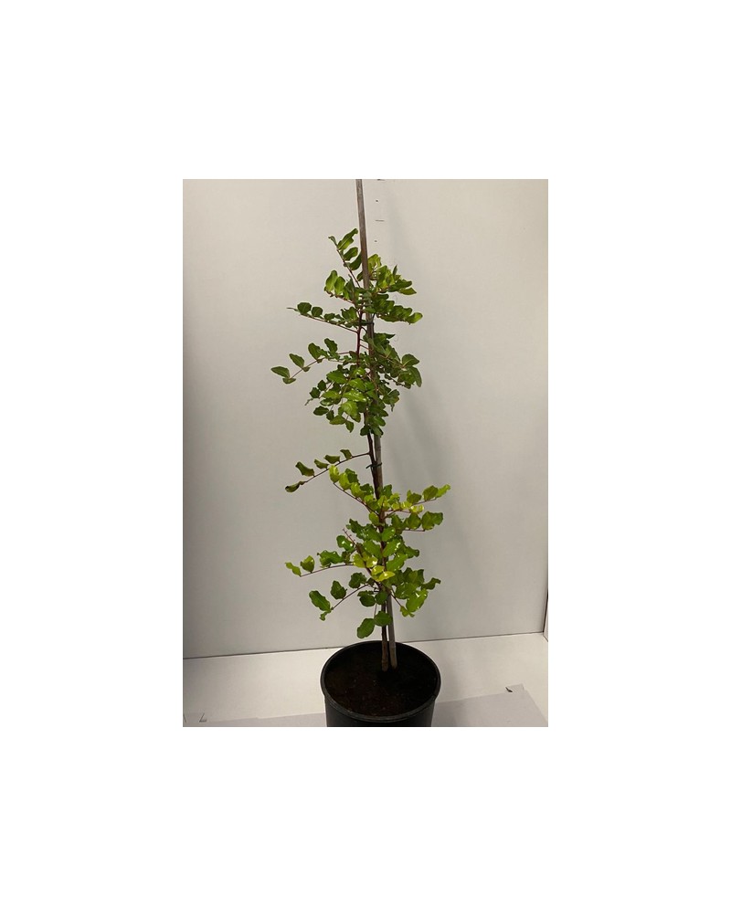 Ceratonia siliqua (algarrobo) m25 100/120         