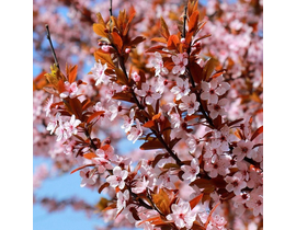 Prunus cerasifera nigra m25 200                   