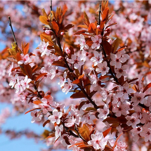 Prunus cerasifera nigra m25 200                   