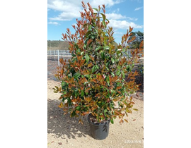 Photinia fras.red robin arbol 06/08 co.           