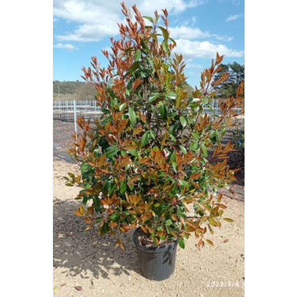 Photinia fras.red robin arbol 06/08 co.           