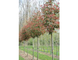 Photinia fras.red robin arbol 10/12 co.           