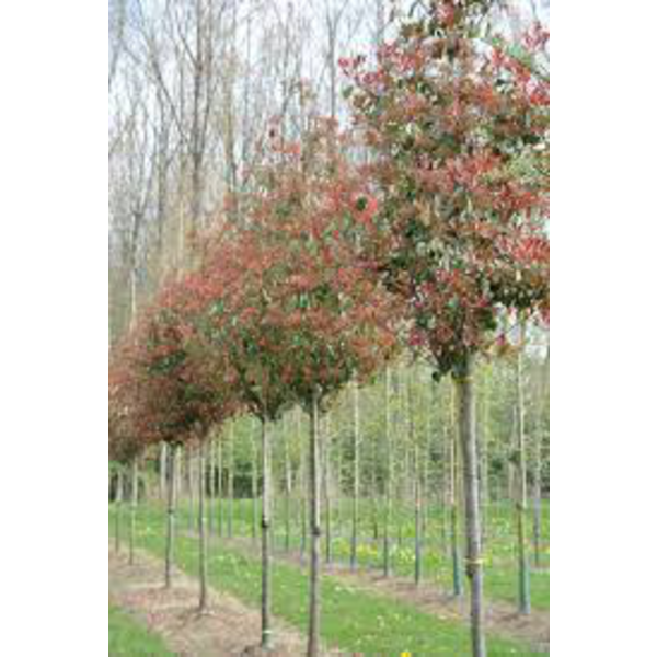Photinia fras.red robin arbol 10/12 co.           
