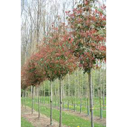 Photinia fras.red robin arbol 10/12 co.           