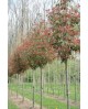 Photinia fras.red robin arbol 10/12 co.           