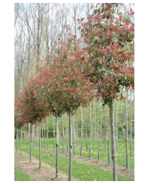Photinia fras.red robin arbol 10/12 co.           