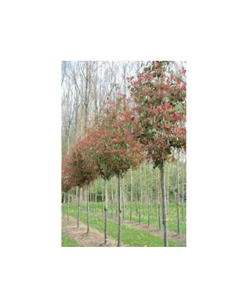Photinia fras.red robin arbol 10/12 co.           