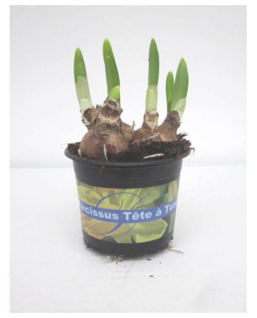 Narciso m9 (3-4 bulbos)                           