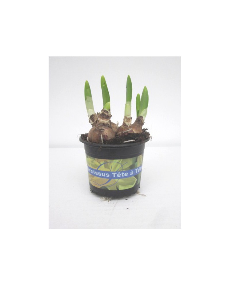Narciso m9 (3-4 bulbos)                           
