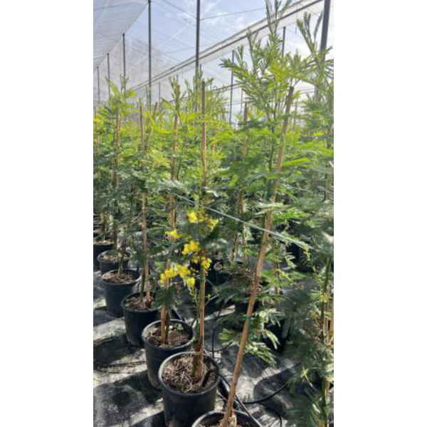 Acacia mimosa injertada m18 100                   
