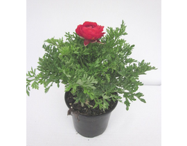 Francesilla ranunculus m13                        