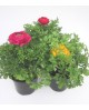 Francesilla ranunculus m13                        