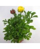 Francesilla ranunculus m13                        