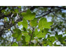 Acer monspessulanum 10/12 maceta                  