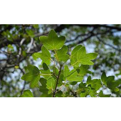 Acer monspessulanum 10/12 maceta                  