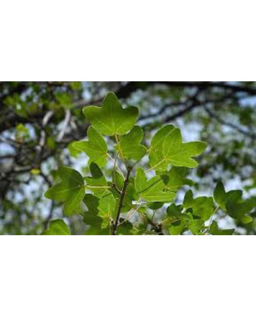 Acer monspessulanum 10/12 maceta                  
