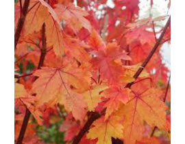 Acer freemani autum blaze 10/12 maceta            