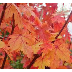 Acer freemani autum blaze 10/12 maceta            
