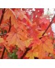 Acer freemani autum blaze 10/12 maceta            