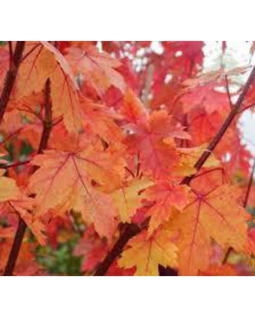 Acer freemani autum blaze 10/12 maceta            