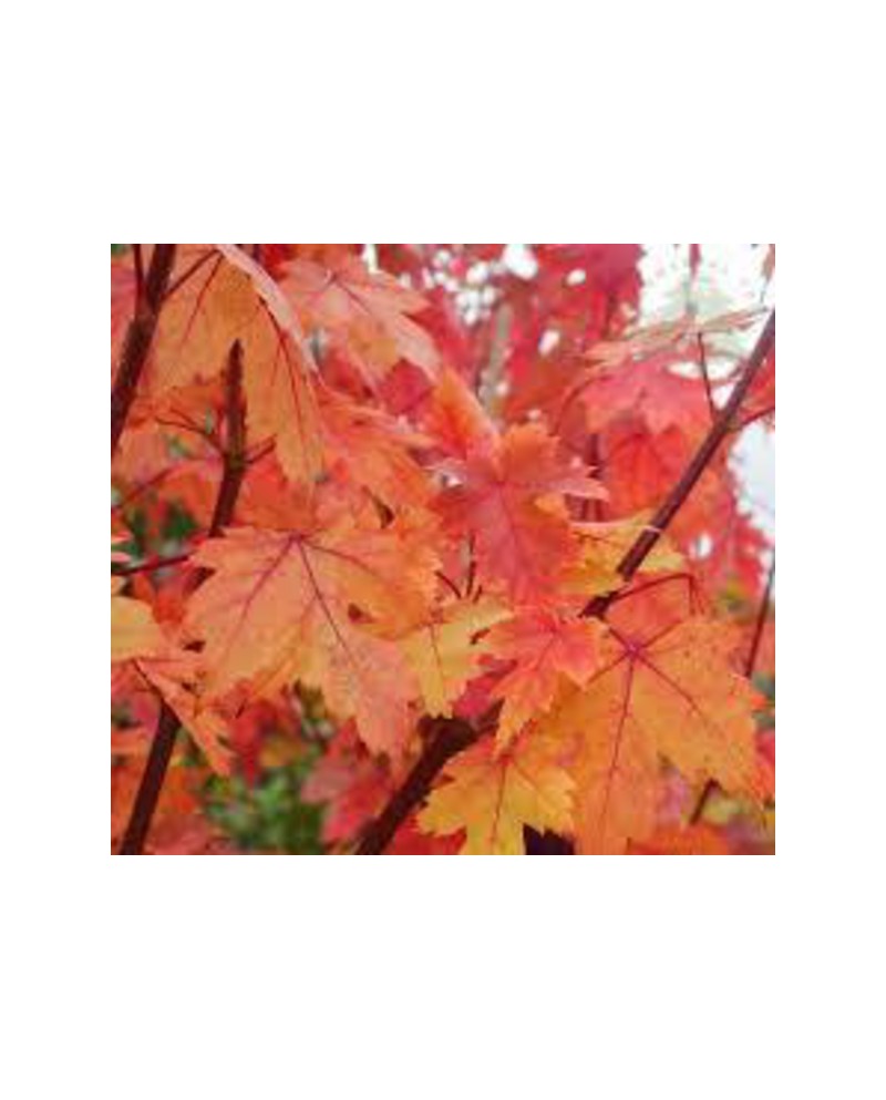 Acer freemani autum blaze 10/12 maceta            