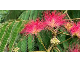 Albizia julibrissin rosea 12/14 maceta            