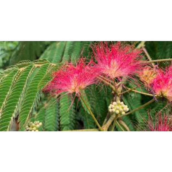 Albizia julibrissin rosea 12/14 maceta            