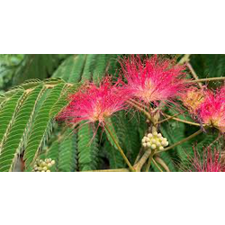 Albizia julibrissin rosea 12/14 maceta            