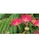 Albizia julibrissin rosea 12/14 maceta            