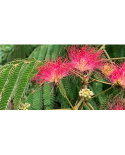Albizia julibrissin rosea 12/14 maceta            