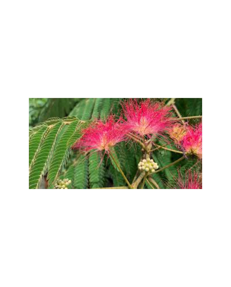 Albizia julibrissin rosea 12/14 maceta            