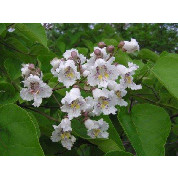 Catalpa bignonioides 12/14 maceta                 