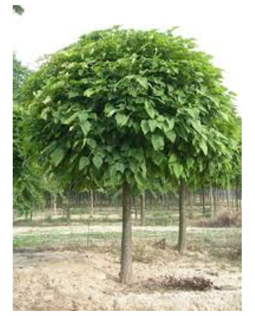 Catalpa bignonioides bungei 12/14 maceta          