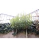 Ligustrum japonica truana copa 12/14 maceta       