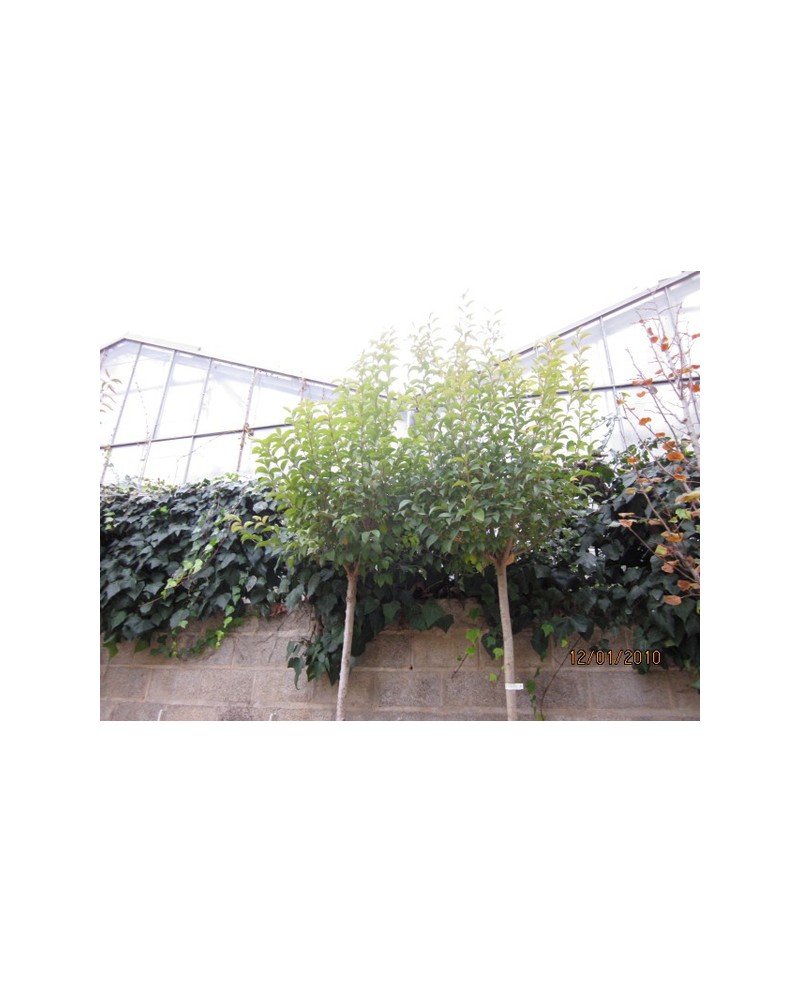 Ligustrum japonica truana copa 12/14 maceta       