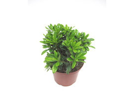 Pittosporum tobira nanum 3lt                      