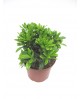 Pittosporum tobira nanum 3lt                      