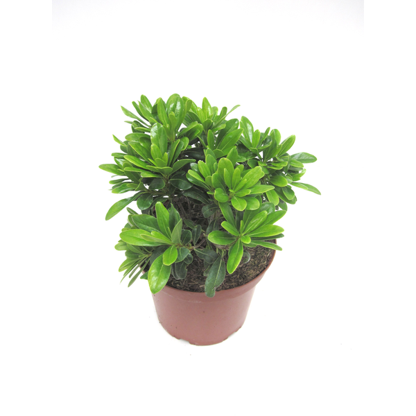Pittosporum tobira nanum 3lt                      