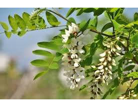 Robinia pseudoacacia 12/14 maceta                 