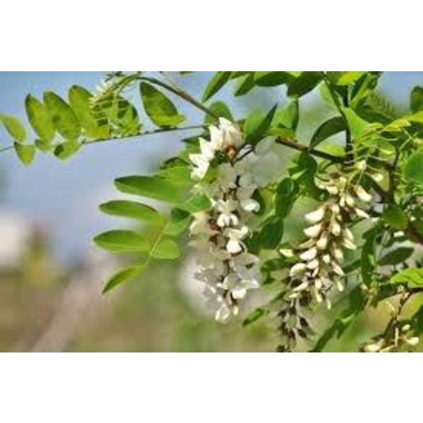 Robinia pseudoacacia 12/14 maceta                 