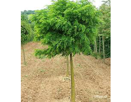 Robinia pse.umbraculifera 12/14 maceta            