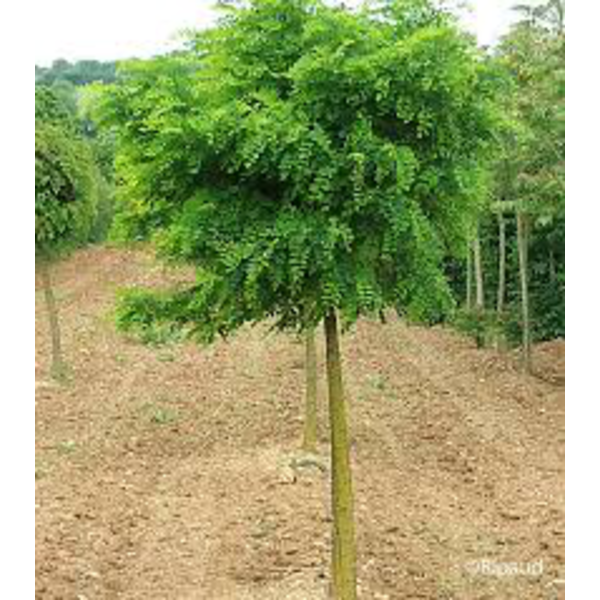 Robinia pse.umbraculifera 12/14 maceta            