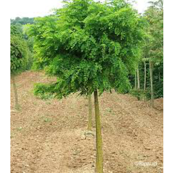Robinia pse.umbraculifera 12/14 maceta            