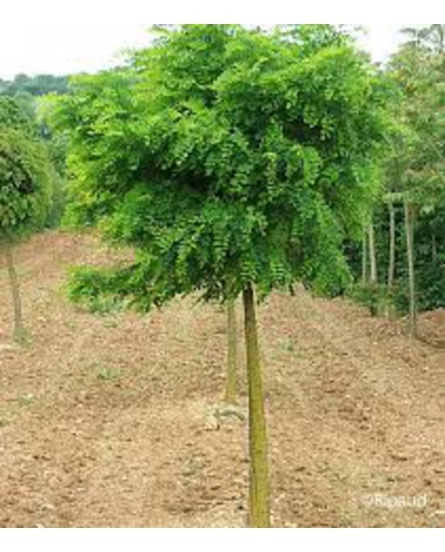 Robinia pse.umbraculifera 12/14 maceta            